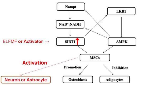 SIRT1의 activator에 의한 hMSC의 astrocyte로 분화