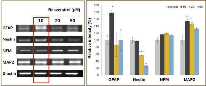 Resveratrol(RSV)을 hMSC에 처리한 후 신경분화의 정도를 mRNA level 변화
