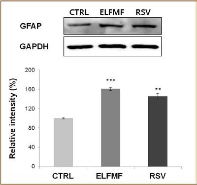 10uM의 Resveratrol을 hMSC에 12일간 처리한 후 astrocyte marker인 GFAP의 발현 변화