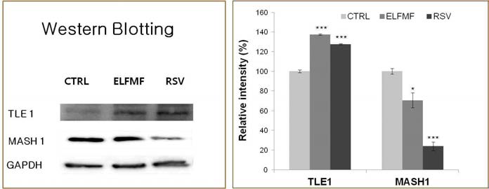 10uM의 Resveratrol을 hMSC에 12일간 처리한 후, SIRT1 down stream 단백질의 발현 변화