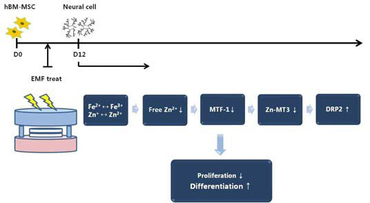 전자기장은 Zn, Zn-MT3의 발현에 영향을 주어 증식 및 분화를 조절