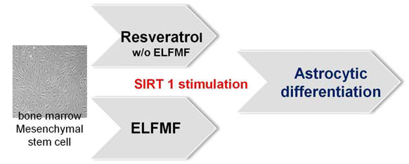 10uM Resveratrol과 전자기장은 SIRT1을 매개로 astrocyte로 분화를 유도