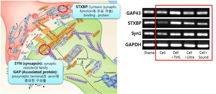 파동에 의한 시냅스 마커 (GAP43, STXBP, Syn1)의 발현