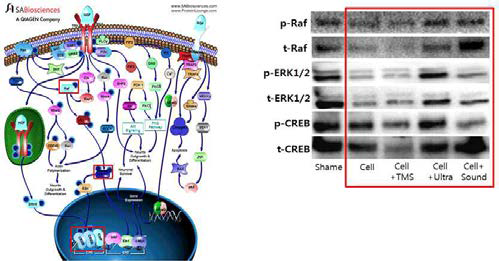 Raf-ERK1/2-CREB pathway을 통한 신경시냅틱 형성에 대한 작용기작