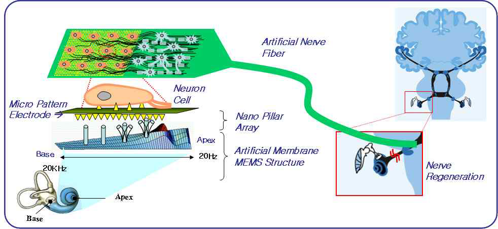 나노필라 인공와우의 모식도