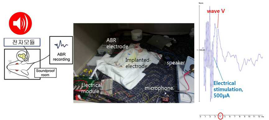 인공기저막 없는 상태에서 전자모듈에 연결된 electrode를 실험동물에 삽 입 후 음압을 가한 후 eABR을 측정하는 모식도 및 실제 실험모습, 그리고 eABR 결과를 보여주는 그림.