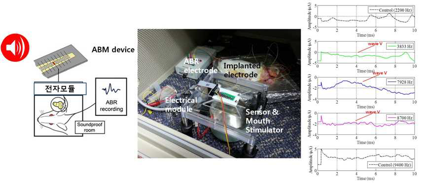 인공기저막이 연결된 상태에서 전자모듈에 연결된 electrode를 실험동물에 삽입 후 음압을 가한 후 eABR을 측정하는 모식도 및 실제 실험모습, 그리고 eABR 결과를 보여주는 그림.