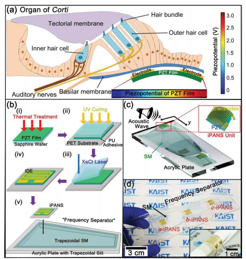 a) iPANS를 와우내에 위치시켜 기저막의 움직임을 sensing 하는 모식도 b) iPANS를 fabrication 하는 과정 c) acoustic wave 에 의한 공진으로 실리콘 막이 진동하는 모습 d) iPANS 3개가 위치하는 주파수 separator 의 사진.