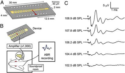 ABR recording using a prototype device. Artificial cochlear epithelium prototype 에 소리 자극을 주고 이에 연결된 electrode를 guinea pigs 의 cochlea 에 삽입 후 eABR을 측정하는 그림.