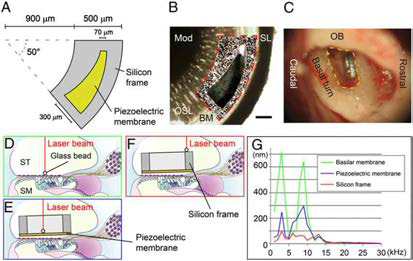 Sound transmission from the external auditory canal to a piezoelectric device implanted in the cochlea. cochlea 에 piezoelectric device를 삽입하고 외이도 에 소리 자극을 가한 후 laser doppler vibrometer를 이용하여 guinea pig 의 basilar membrane 과 artificial cochlear epithelium 의 진동을 분석하는 그림.