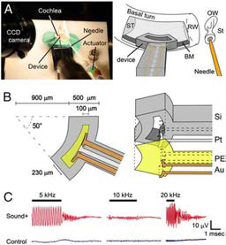 Electrical output from the piezoelectric membrane implanted in the guinea pig cochlea in response to sound application to the stapes.