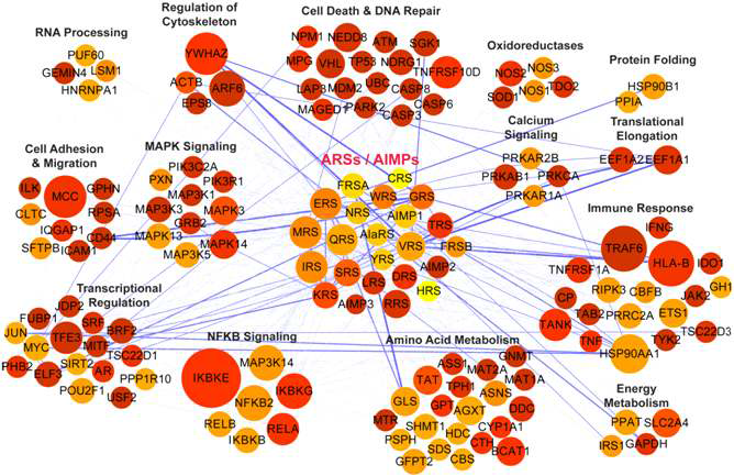 ARS 및 AIMP들과 1st neighbor cancer-associated gene들의 관련성