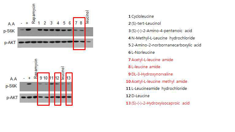 leucine 유도체에 의한 mTOR 활성 저해 효과