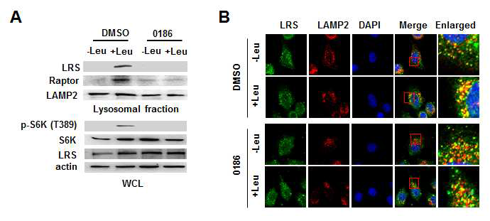 BC-LI-0186의 LRS lysosome translocation 억제 효과