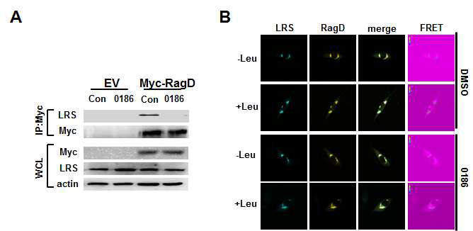 BC-LI-0186의 LRS-RagD 결합 억제 효과