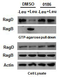 BC-LI-0186에 의한 RagD GTPase 활성 억제 효과