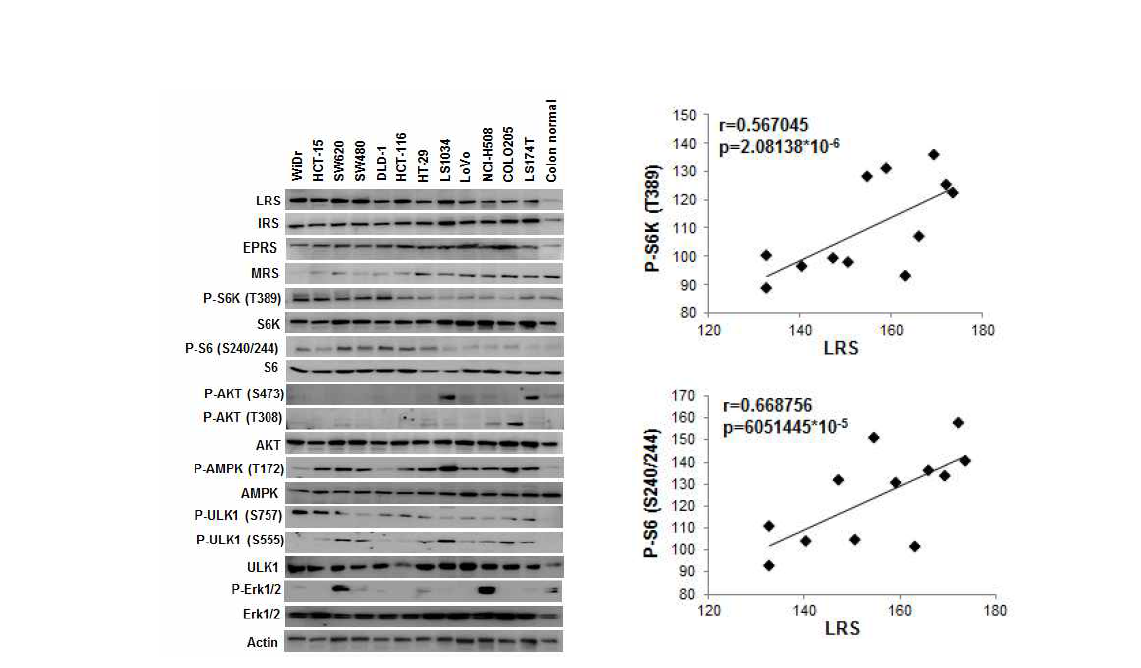 대장암세포주에서 LRS 발현 및 mTORC1 활성의 상관관계