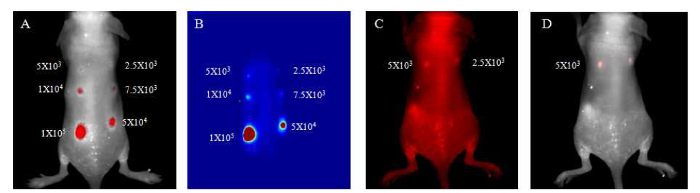 NIR-코어 실리카 나노입자가 uptake 된 A549 의 in vivo Maestro 이미지