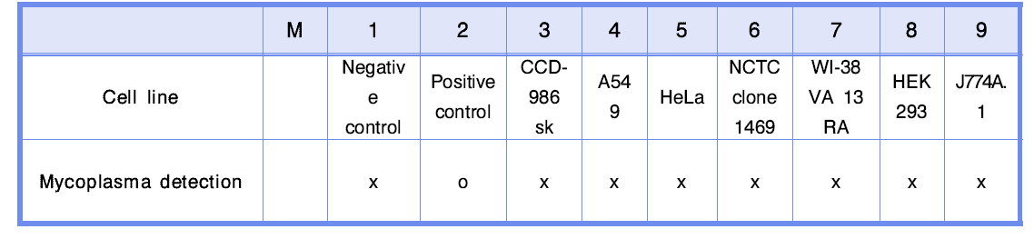 세포별 Mycoplasma 오염여부 결과