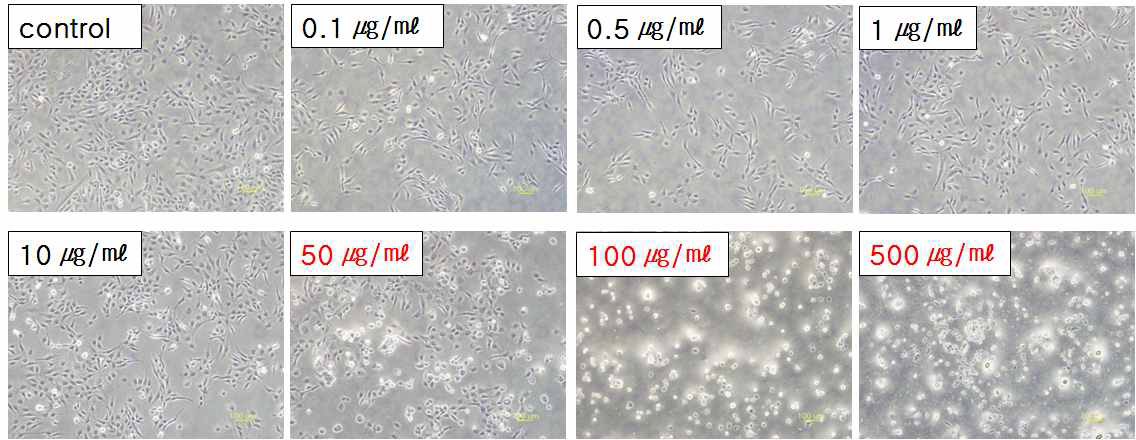 60 ℃에서 반응한 ZnO nanorods의 24 시간 처리 된 WI-38 VA 13 세포의 광학현미경 사진 (x400)
