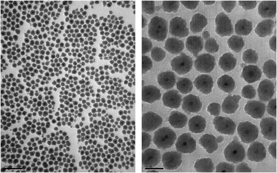 NIR730-코어 실리카 나노입자의 TEM (2차 제조 : 49.5 ± 3.8 ㎚).