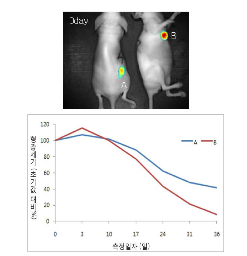 종양 형성에 따른 형광 세기의 변화 그래프.