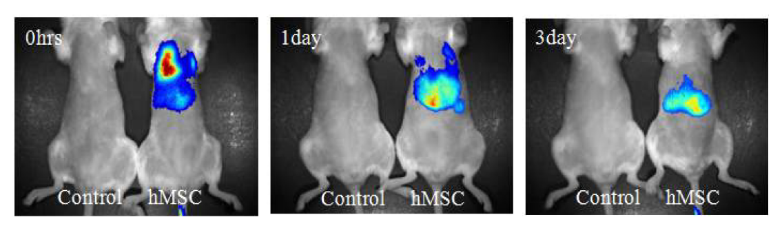 실리카 나노입자 염색한 hMSC 투여시 생체내 분포.