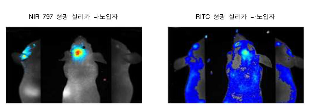 형광 파장 별 생체 형광 이미징 비교