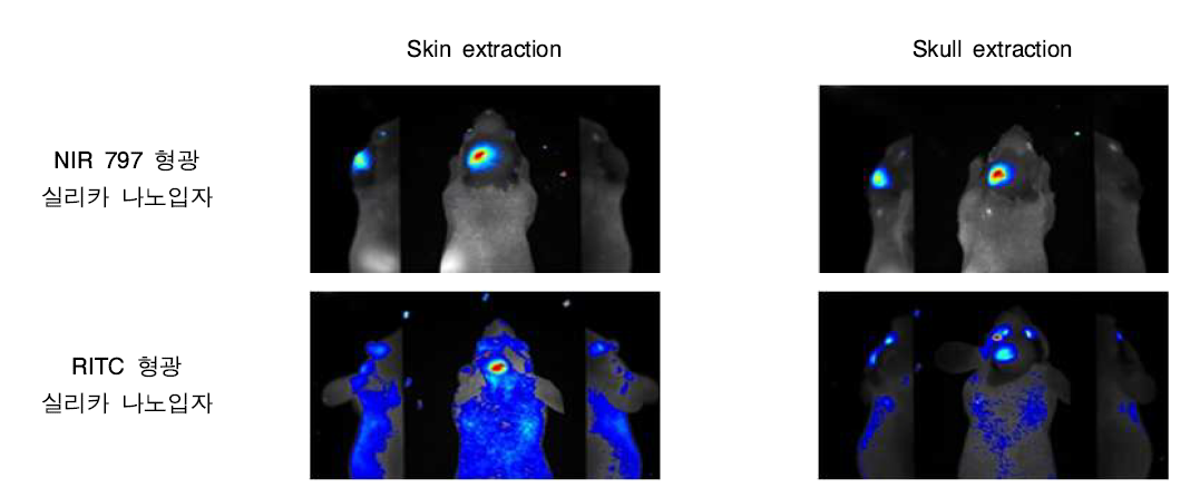 부검 후 형광 파장 별 생체 형광 이미징 비교