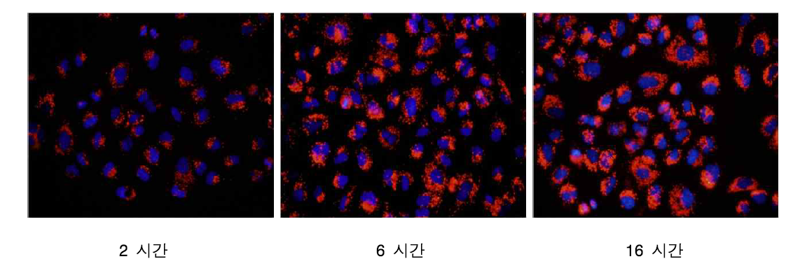 시간에 따른 50 nm RITC-실리카 나노입자의 A549 세포내 uptake 효율 변화 (0.2 ㎎/㎖)