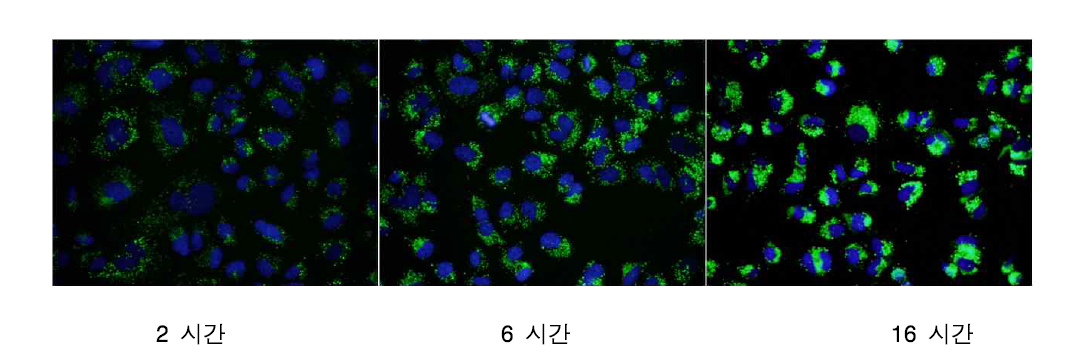 시간에 따른 50 nm FITC-실리카 나노입자의 A549 세포내 uptake 효율 변화 (0.2 ㎎/㎖)