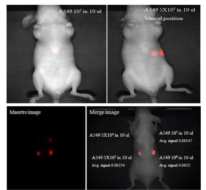 A549 세포에 uptake 된 NIR-코어 실리카 나노입자의 in vivo 이미지