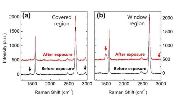 소자의 윈도우 부분과 PMMA로 덮힌 부분의 수소 노출 전후의 라만 스펙트럼