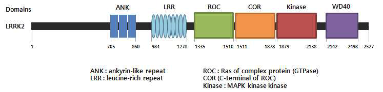 Schematic diagram of LRRK2 domains
