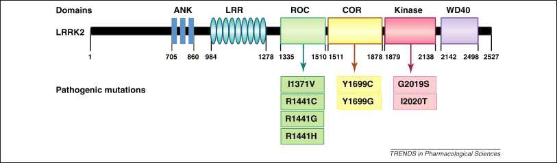 Schematic diagram of LRRK2 mutants and functions