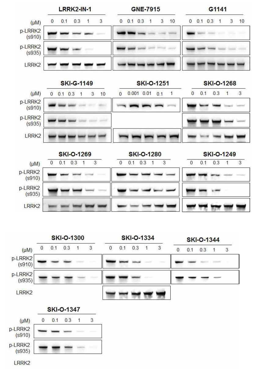 Western blot analysis of inhibition of LRRK2 G2019S phosphorylation