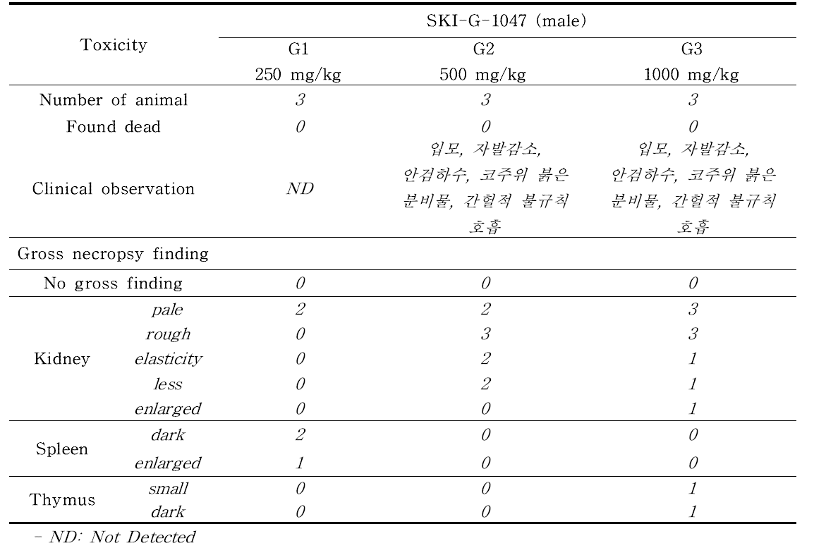 Rat single MTD 시험의 임상증상 및 부검 결과