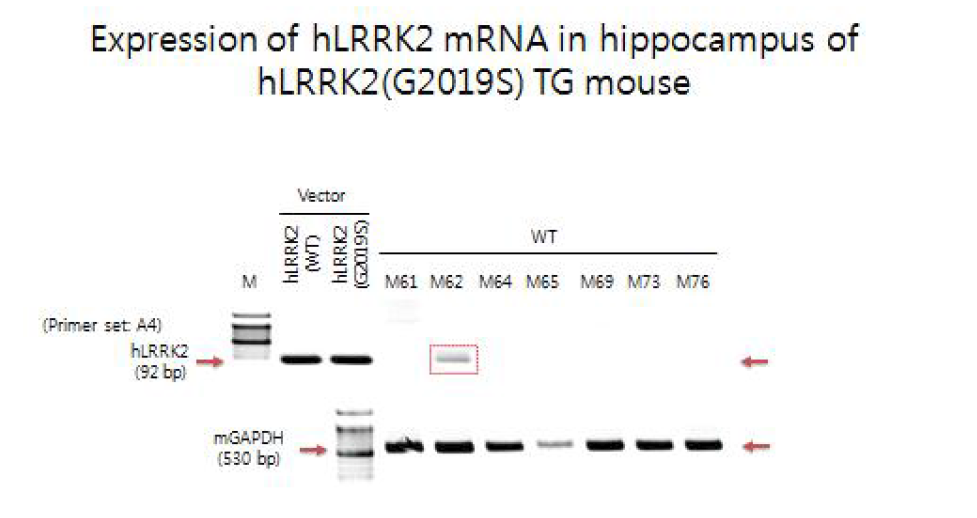 hLRRK2 (G2019S) transgenic 마우스와 대조군 마우스의 해마 부위 조직에서 RT-PCR에 의한 mRNA 발현 확인