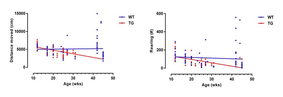 연령에 따른 자발적운동검사상 (A) moving distance (B) rearing activity의 분석