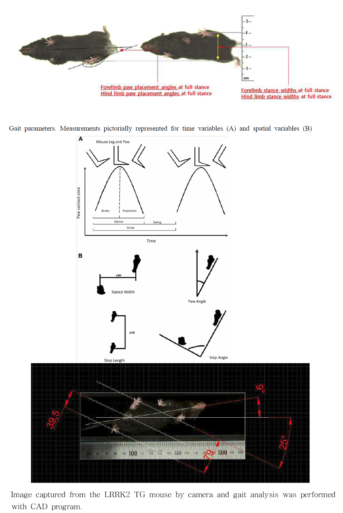 Manual gait analysis. Data analysis in progress