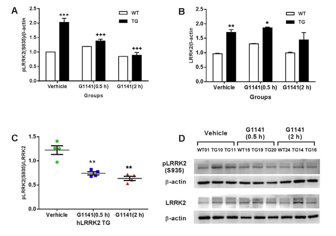 hLRRK2 transgenic 마우스와 non-transgenic 마우스에 G-1141 10 mg/kg 복강내 투여하고 30분, 2시간 경과 후 적출한 뇌 피질에서 (A) pLRRK2(S935)/β-actin (B) total LRRK2/β-actin (C) pLRRK2(S935)/total LRRK2 (D) western blot 결과