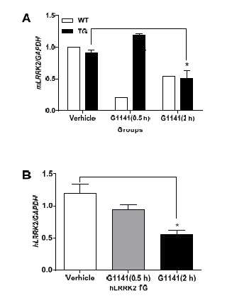 hLRRK2 transgenic 마우스와 non-transgenic 마우스에 G-1141 10 mg/kg 복강내 투여하고 30분, 2시간 경과 후 적출한 뇌 피질에서 LRRK2 mRNA 발현 변화
