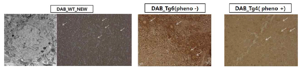 T특정 미세구조(미토콘드리아)의 3차원 구조 분석SN 부위의 DAB 염색 결과: dopamine neuron(Tg6)과 non-dopamine neuron(Tg4)