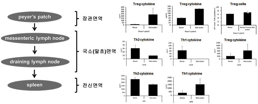 영실 물 추출물의 작용 기전 연구(장관면역, 전신면역)