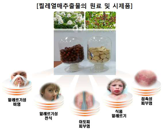 영실(찔레열매) 추출물의 알레르기 개선 기능성