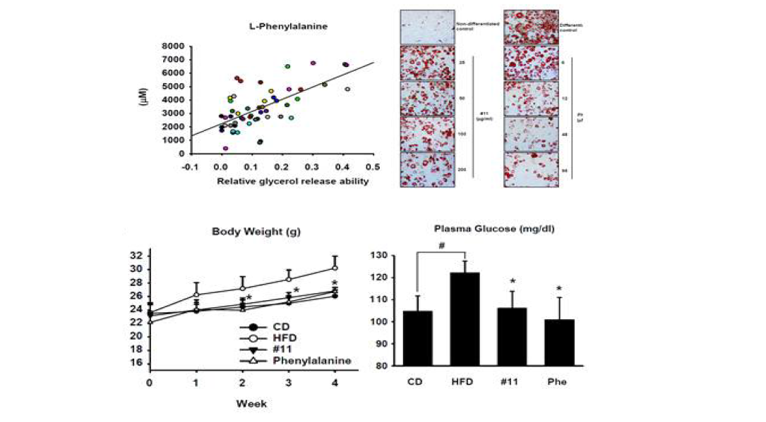 Effect of Makgeolli and its metabolite phenylalanine on lipolysis in 3T3-L1 and obesity induced by HFD in mice