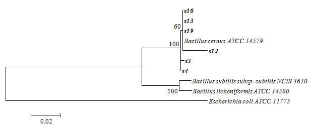 Genetic similality between Bacillus cereus strain originated from Jang.