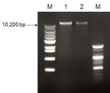 Ggenomic DNA prep. of Fung. for PacBio platform. M: markers, lane 1 & 2: genomic DNA