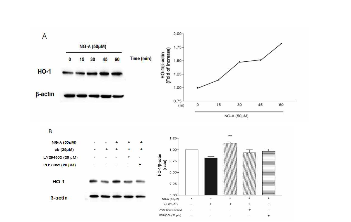 HO-1 발현량에 미치는 영향.