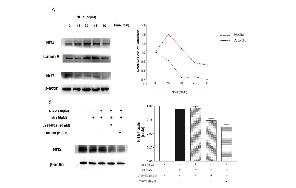 NG-A의 Nrf2 증가에 의한 항산화 효과.